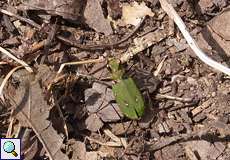 Feld-Sandlaufkäfer (Green Tiger Beetle, Cicindela campestris)