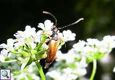 Feldahorn-Bock (Small Longhorn Beetle, Alosterna tabacicolor)
