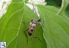 Gefleckter Blütenbock (Longhorn Beetle, Pachytodes cerambyciformis)