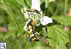 Gefleckter Schmalbock (Longhorn Beetle, Rutpela maculata), im Hintergrund ist außerdem ein Kleiner Schmalbock (Longhorn Beetle, Stenurella melanura) zu sehen