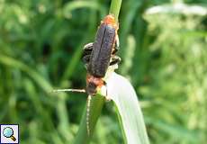 Gemeiner Weichkäfer (Soldier Beetle, Cantharis fusca)