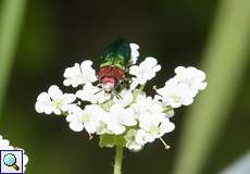 Weiblicher Glänzender Blütenprachtkäfer (Jewel Beetle, Anthaxia nitidula)