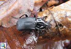 Großer Breitkäfer (Ground Beetle, Abax parallelepipedus)