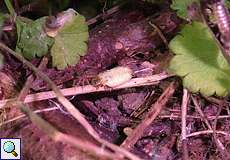 Weiblicher Kleiner Leuchtkäfer (Glow-worm, Lamprohiza splendidula)