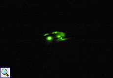 Leuchtmuster des links gezeigten weiblichen Kleinen Leuchtkäfes (Glow-worm, Lamprohiza splendidula)