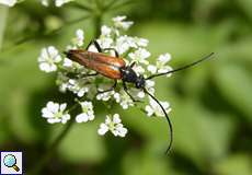 Kleiner Schmalbock (Longhorn Beetle, Stenurella melanura)