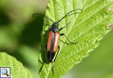Kleiner Schmalbock (Longhorn Beetle, Stenurella melanura)