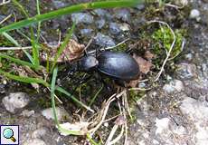 Lederlaufkäfer (Ground Beetle, Carabus coriaceus)
