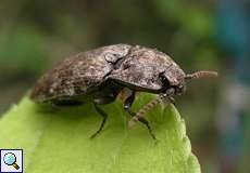 Mausgrauer Schnellkäfer (Click Beetle, Agrypnus murinus)
