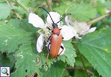 Weiblicher Rothalsbock (Longhorn Beetle, Corymbia rubra)