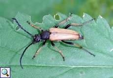 Männlicher Rothalsbock (Longhorn Beetle, Corymbia rubra)
