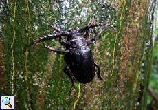 Männlicher Sägebock (Tanner Beetle, Prionus coriarius)
