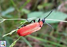 Weiblicher Scharlachroter Feuerkäfer (Cardinal Beetle, Pyrochroa coccinea)