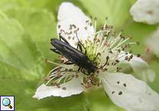 Schwarzer Schmalbock (Longhorn Beetle, Stenurella nigra)