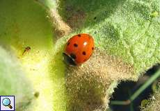 Siebenpunkt-Marienkäfer (Seven-spot Ladybird, Coccinella septempunctata)