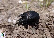 Männlicher Stierkäfer (Minotaur Beetle, Typhaeus typhoeus), Totfund