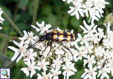 Vierbindiger Schmalbock (Four-banded Longhorn Beetle, Leptura quadrifasciata)
