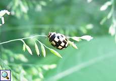 Vierzehnpunkt-Marienkäfer (Fourteen-spotted Lady Beetle, Propylea quatuordecimpunctata)