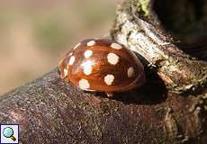 Vierzehntropfiger Marienkäfer (Cream-spotted Lady Beetle, Calvia quatuordecimguttata)