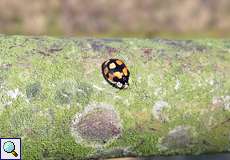Zehnpunkt-Marienkäfer (10-spot Lady Beetle, Adalia decempunctata), schwarze Variante