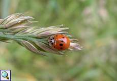 Zehnpunkt-Marienkäfer (10-spot Lady Beetle, Adalia decempunctata), rote Variante