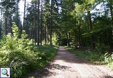 Waldweg im Königsforst