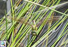 Weibliche Große Königslibelle (Emperor Dragonfly, Anax imperator) bei der Eiablage