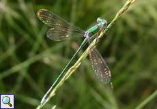 Männliche Kleine Binsenjungfer (Small Emerald Damselfly, Lestes virens vestalis)