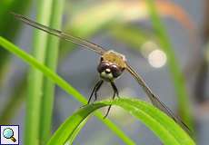 Vierfleck (Four-spotted Chaser, Libellula quadrimaculata)