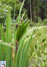 Unreife Kapselfrüchte der Sumpf-Schwertlilie (Iris pseudacorus) in der Schluchter Heide