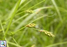 Winkel-Segge (Carex remota) in der Schluchter Heide