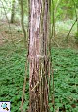 Gewöhnliche Waldrebe (Clematis vitalba) in der Schluchter Heide