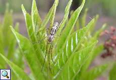 Bergstreckerspinne (Stretch Spider, Tetragnatha montana)