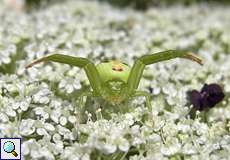 Weibliche Dreieck-Krabbenspinne (Crab Spider, Ebrechtella tricuspidata)