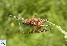 Männliche Eichenblatt-Radspinne (Oak Spider, Aculepeira ceropegia)