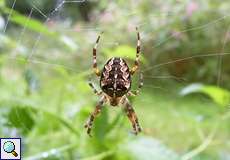 Weibliche Gartenkreuzspinne (European Garden Spider, Araneus diadematus)