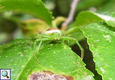 Grüne Krabbenspinne (Crab Spider, Diaea dorsata)