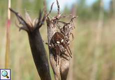 Weibliche Körbchenspinne (Gorse Orb-weaver, Agalenatea redii)