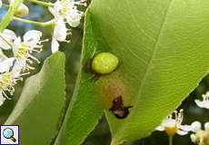 Weibliche Kürbisspinne (Cucumber Green Spider, Araniella sp.) mit Eikokon