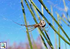 Linyphia triangularis (Money Spider)
