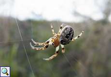 Schilfradspinne (Orb-weaver Spider, Larinioides cornutus)