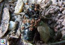 Schmarotzermilben (Mite, Poecilochirus carabi) auf einem Aaskäfer