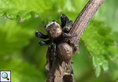 Schwarze Springspinne (Jumping Spider, Evarcha arcuata)
