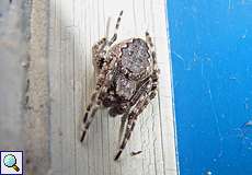 Weibliche Spaltenkreuzspinne (Walnut Orb-weaver Spider, Nuctenea umbratica)