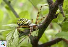 Weibliche Wespenspinne (Wasp Spider, Argiope bruennichi)