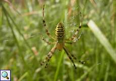 Junge weibliche Wespenspinne (Wasp Spider, Argiope bruennichi)