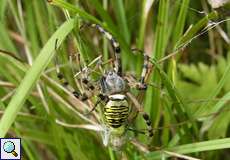 Weibliche Wespenspinne (Wasp Spider, Argiope bruennichi) mit Beute