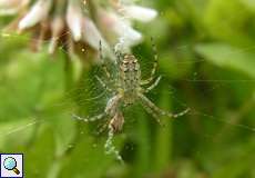 Sehr junge weibliche Wespenspinne (Wasp Spider, Argiope bruennichi)