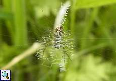 Typisches Netz einer jungen weiblichen Wespenspinne (Wasp Spider, Argiope bruennichi)