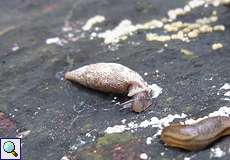 Schließmundschnecke (Door Snail, Clausiliidae)